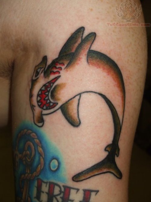 Hammerhead Shark Showing Teeth Tattoo
